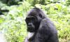 5 DAYS QUEEN ELIZABETH –BWINDI PRIMATE SAFARI