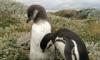 Penguin Colony at Seno Otway