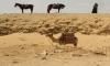 QUAD TOUR HURGHADA | WÜSTENSAFARI | INKL. ABENDESSEN